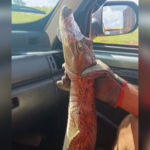 filhote-de-jacare-e-encontrado-dentro-de-escola-no-tocantins;