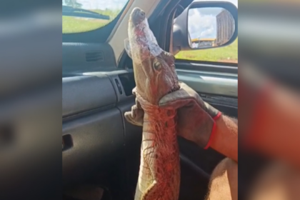 filhote-de-jacare-e-encontrado-dentro-de-escola-no-tocantins;