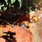 cadela-cega-e-resgatada-junto-a-sete-filhotes-em-barranco-na-regiao-serrana