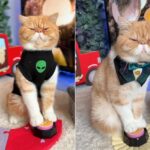 khariton,-o-gato-vidente,-‘preve’-cura-para-diabetes-e-descoberta-de-maneira-para-deter-o-processo-de-envelhecimento