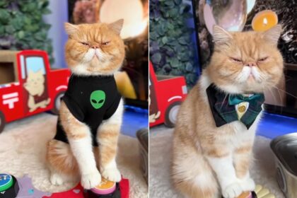 khariton,-o-gato-vidente,-‘preve’-cura-para-diabetes-e-descoberta-de-maneira-para-deter-o-processo-de-envelhecimento