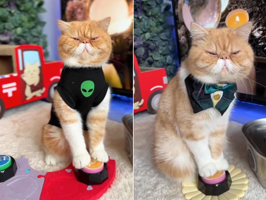 khariton,-o-gato-vidente,-‘preve’-cura-para-diabetes-e-descoberta-de-maneira-para-deter-o-processo-de-envelhecimento