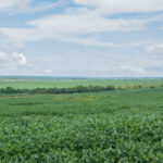 governo-do-tocantins-anuncia-inicio-do-plantio-excepcional-de-soja-nas-varzeas-tropicais-em-20-de-abril-–-secom-to