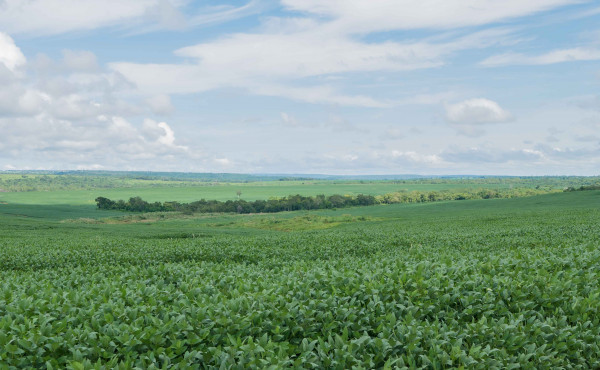 governo-do-tocantins-anuncia-inicio-do-plantio-excepcional-de-soja-nas-varzeas-tropicais-em-20-de-abril-–-secom-to