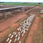 governo-do-tocantins-inicia-campanha-obrigatoria-de-declaracao-pecuaria-em-1o-de-maio-–-secom-to