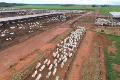 governo-do-tocantins-inicia-campanha-obrigatoria-de-declaracao-pecuaria-em-1o-de-maio-–-secom-to
