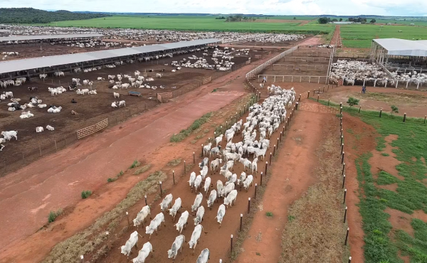 governo-do-tocantins-inicia-campanha-obrigatoria-de-declaracao-pecuaria-em-1o-de-maio-–-secom-to