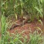 engenheiro-se-surpreende-com-cobra-gigante-em-estrada-no-interior-do-to;