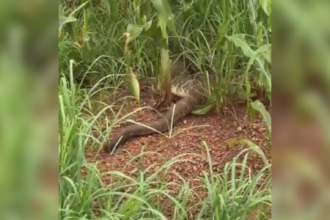 engenheiro-se-surpreende-com-cobra-gigante-em-estrada-no-interior-do-to;