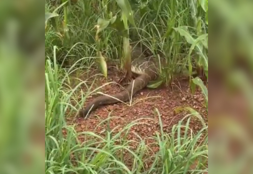 engenheiro-se-surpreende-com-cobra-gigante-em-estrada-no-interior-do-to;