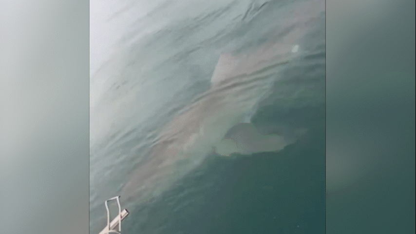 pescadores-vivem-momento-de-panico-quando-tubarao-branco-de-5-metros-nada-em-volta-de-barco