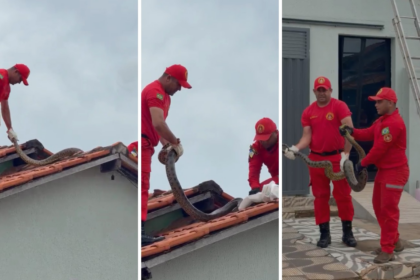 sucuri-de-quase-4-metros-e-retirada-de-telhado-de-casa-no-to;-veja