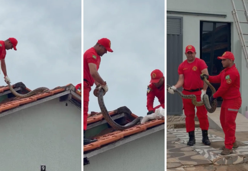 sucuri-de-quase-4-metros-e-retirada-de-telhado-de-casa-no-to;-veja