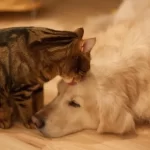 lei-define-guarda-compartilhada-de-pets;-veja-detalhes