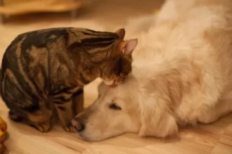 lei-define-guarda-compartilhada-de-pets;-veja-detalhes