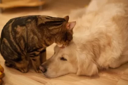 lei-define-guarda-compartilhada-de-pets;-veja-detalhes