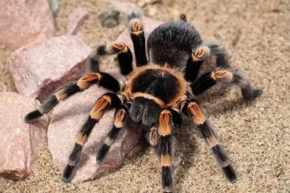 mulher-esquece-se-de-caixa-com-20-tarantulas-vivas-em-trem-na-alemanha