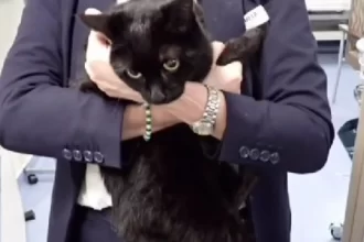 cruzeiro-salva-marinheiro-e-gata-“em-apuros”-em-alto-mar.-“surreal”