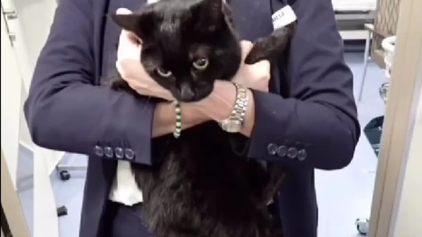 cruzeiro-salva-marinheiro-e-gata-“em-apuros”-em-alto-mar.-“surreal”