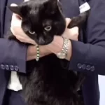 cruzeiro-salva-marinheiro-e-gata-“em-apuros”-em-alto-mar.-“surreal”