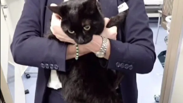 cruzeiro-salva-marinheiro-e-gata-“em-apuros”-em-alto-mar.-“surreal”