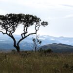 acordo-preve-recuperacao-de-3,3-mil-hectares-de-area-degradada-no-cerrado,-segundo-mpto
