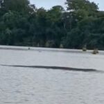 professora-se-surpreende-com-sucuri-em-lago-de-chacara-no-to;