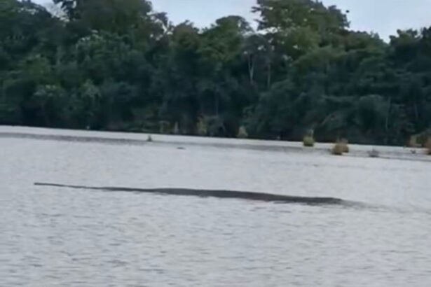 professora-se-surpreende-com-sucuri-em-lago-de-chacara-no-to;