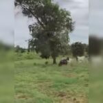 filha-de-6-anos-do-sertanejo-henrique-viraliza-nas-redes-sociais-ao-tocar-gado-sozinha;