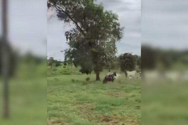 filha-de-6-anos-do-sertanejo-henrique-viraliza-nas-redes-sociais-ao-tocar-gado-sozinha;