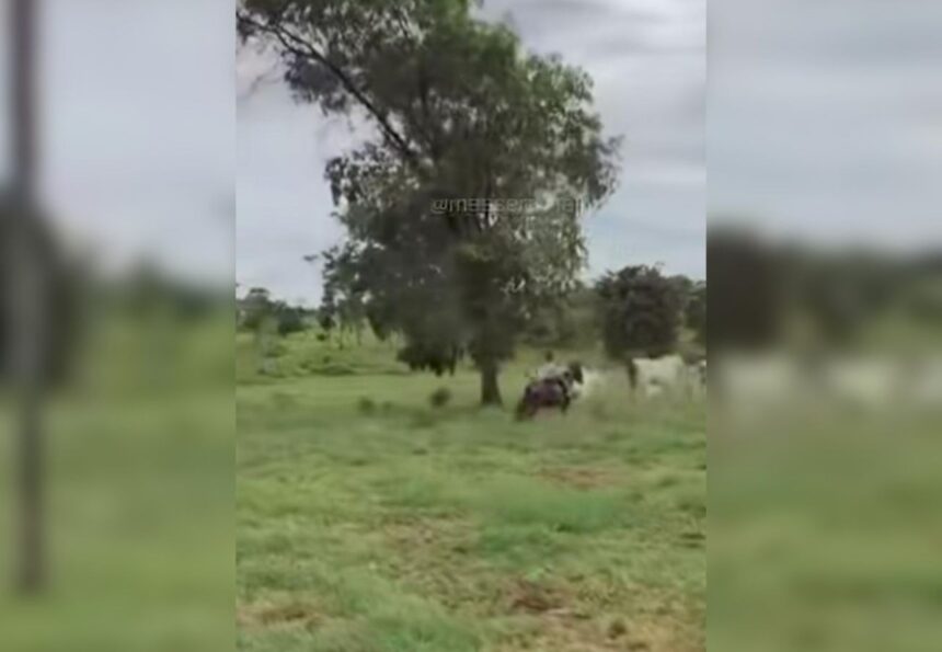 filha-de-6-anos-do-sertanejo-henrique-viraliza-nas-redes-sociais-ao-tocar-gado-sozinha;