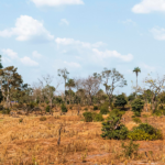 mpto-fecha-acordo-historico-e-viabiliza-recuperacao-de-3,3-mil-hectares-no-cerrado