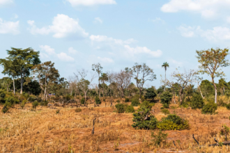 mpto-fecha-acordo-historico-e-viabiliza-recuperacao-de-3,3-mil-hectares-no-cerrado