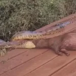sucuri-arrasta-capivara-pela-cabeca-as-margens-de-corrego-em-ms;-video