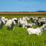 agronegocio-responde-por-99%-das-exportacoes-do-tocantins-e-consolida-estado-como-referencia-produtiva-na-regiao-norte-–-secom-to