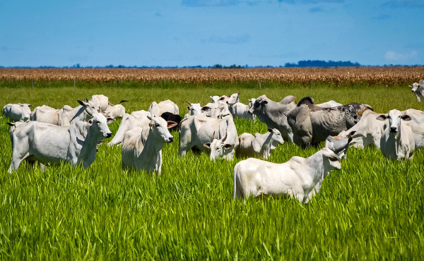 agronegocio-responde-por-99%-das-exportacoes-do-tocantins-e-consolida-estado-como-referencia-produtiva-na-regiao-norte-–-secom-to