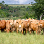 pela-primeira-vez-na-agrotins,-raca-caracu-mocha-e-apresentada-como-alternativa-para-pecuaria-de-corte-–-secom-to