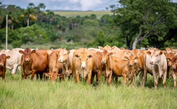 pela-primeira-vez-na-agrotins,-raca-caracu-mocha-e-apresentada-como-alternativa-para-pecuaria-de-corte-–-secom-to