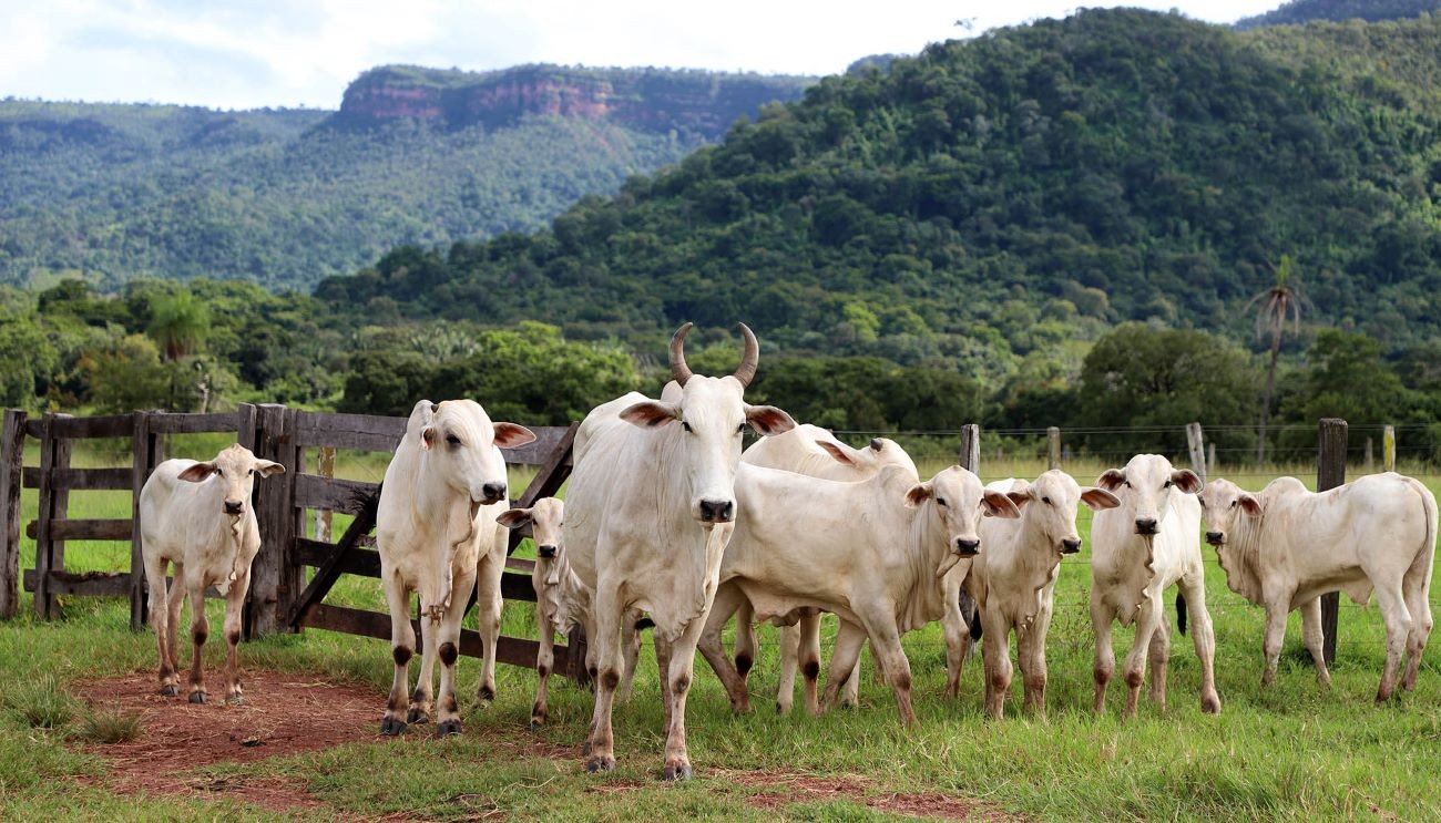 do-campo-ate-a-mesa:-entenda-como-vai-funcionar-projeto-de-rastreamento-de-gado-no-tocantins