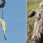 policia-abate-crocodilo-de-4,5-metros-que-devorou-empresario;-video