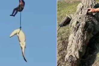 policia-abate-crocodilo-de-4,5-metros-que-devorou-empresario;-video