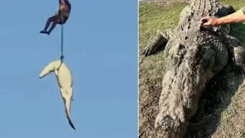 policia-abate-crocodilo-de-4,5-metros-que-devorou-empresario;-video