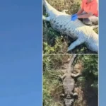 restos-mortais-no-estomago-de-crocodilo-sao-de-empresario-portugues