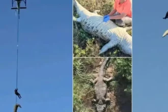 restos-mortais-no-estomago-de-crocodilo-sao-de-empresario-portugues