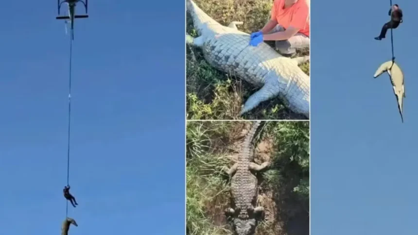 restos-mortais-no-estomago-de-crocodilo-sao-de-empresario-portugues