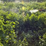 governo-vai-monitorar-presenca-de-agrotoxico-em-bacias-hidrograficas