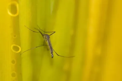 estado-de-sp-confirma-mais-duas-mortes-por-febre-amarela