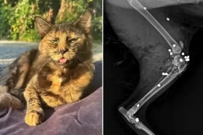 gata-e-morta-com-27-tiros-de-espingarda-em-sc;-policia-investiga