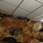 mais-de-400-gatos-doentes-sao-encontrados-em-apartamento-em-sc