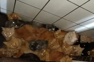 mais-de-400-gatos-doentes-sao-encontrados-em-apartamento-em-sc